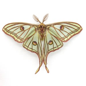 Rare Spanish Moon Moth Framed - Graellsia Isabellae - Victorian