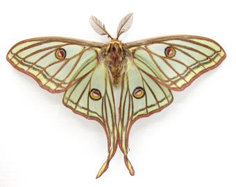 Graellsia Isabellae REPLICA Framed Green Spanish Moon Moth Saturn