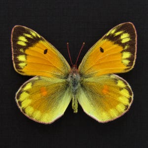 May include: A close-up of a butterfly with open wings, showcasing vibrant colors. The wings are primarily yellow and orange, with brown and yellow markings along the edges. The body is a mix of gray and yellow, set against a black background.