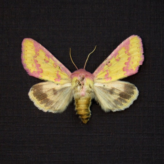 本物の小さなピンクのヤガの剥製 - Erythroecia suavis - Etsy 日本