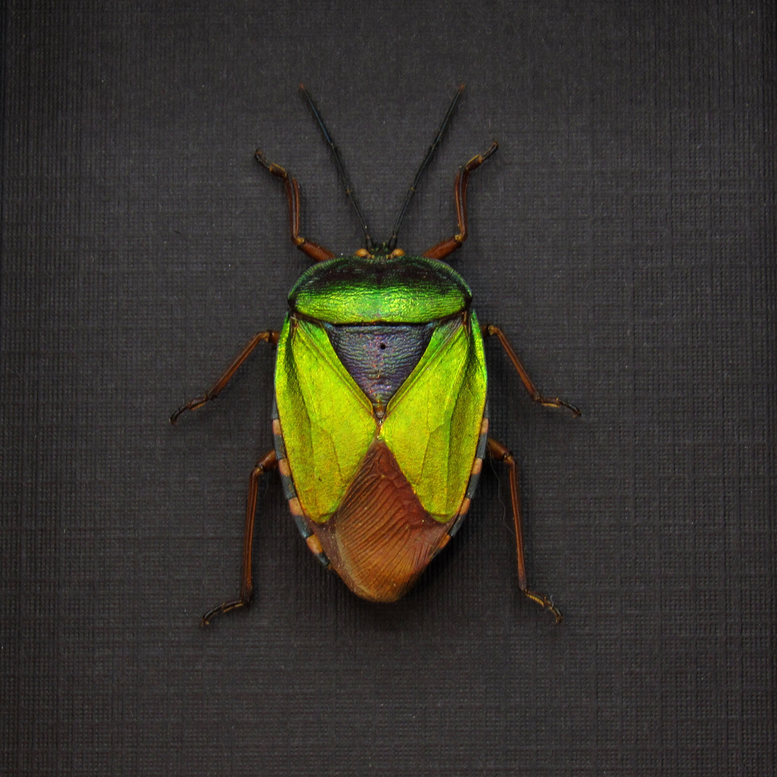 本物の虹色に輝く緑色のカメムシの額入り剥製 - Mattiphus reflexus