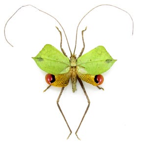 Rare Leaf Mimic Katydid framed taxidermy - Porphyromma viridifolia