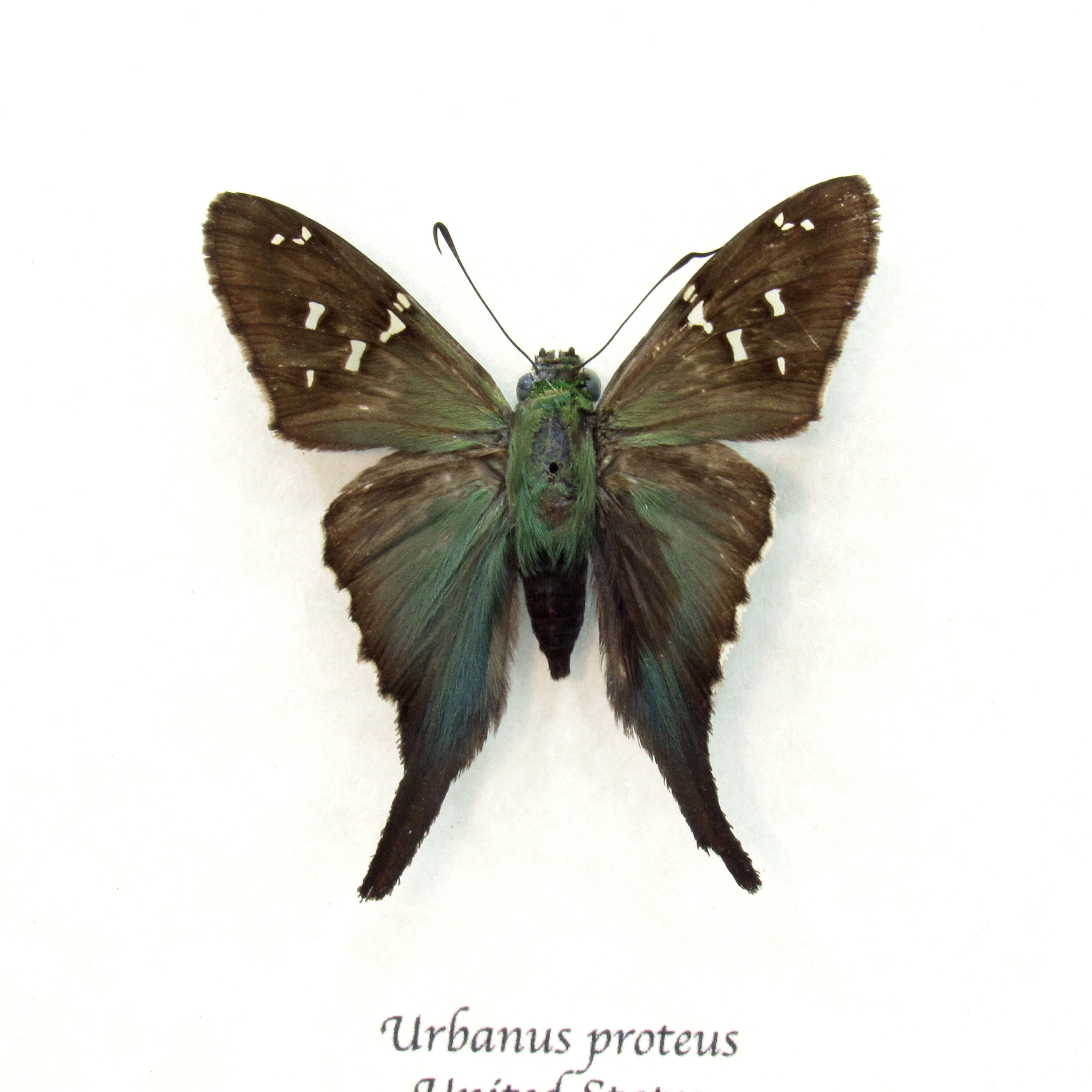 Phoebis Sennae Yellow Cloudless Sulfur Butterfly Arizona USA