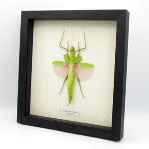 May include: A preserved Platycrana viridana stick insect specimen displayed inside a square black wooden frame. The insect features a bright green body with extended light green and soft pink wings, mounted against a cream background with a label.