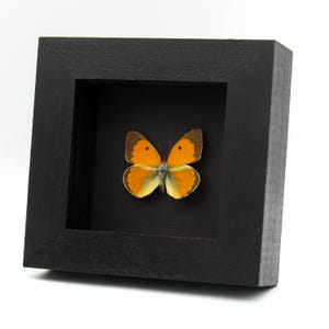 May include: A framed butterfly specimen. The butterfly has orange and yellow wings with dark brown edges and spots. It is displayed in a square, black wooden frame with a black background.