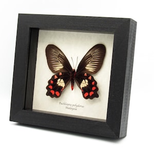 Echter gerahmter Schmetterling mit rotem Körper - Pachliopta polydorus - Weibchen