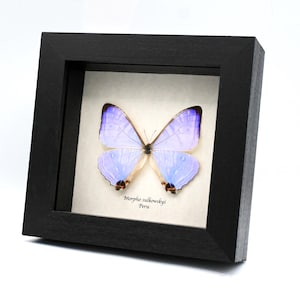スーパーレア！！キプリスモルフォメス！ 珍しいモルフォ蝶のメスの額入り剥製 - Morpho cypris - Etsy 日本