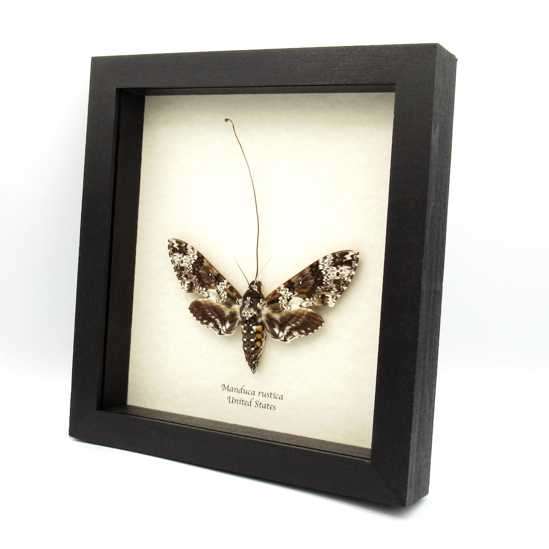 XL Rustic Sphinx Moth Framed Taxidermy Manduca Rustica Female