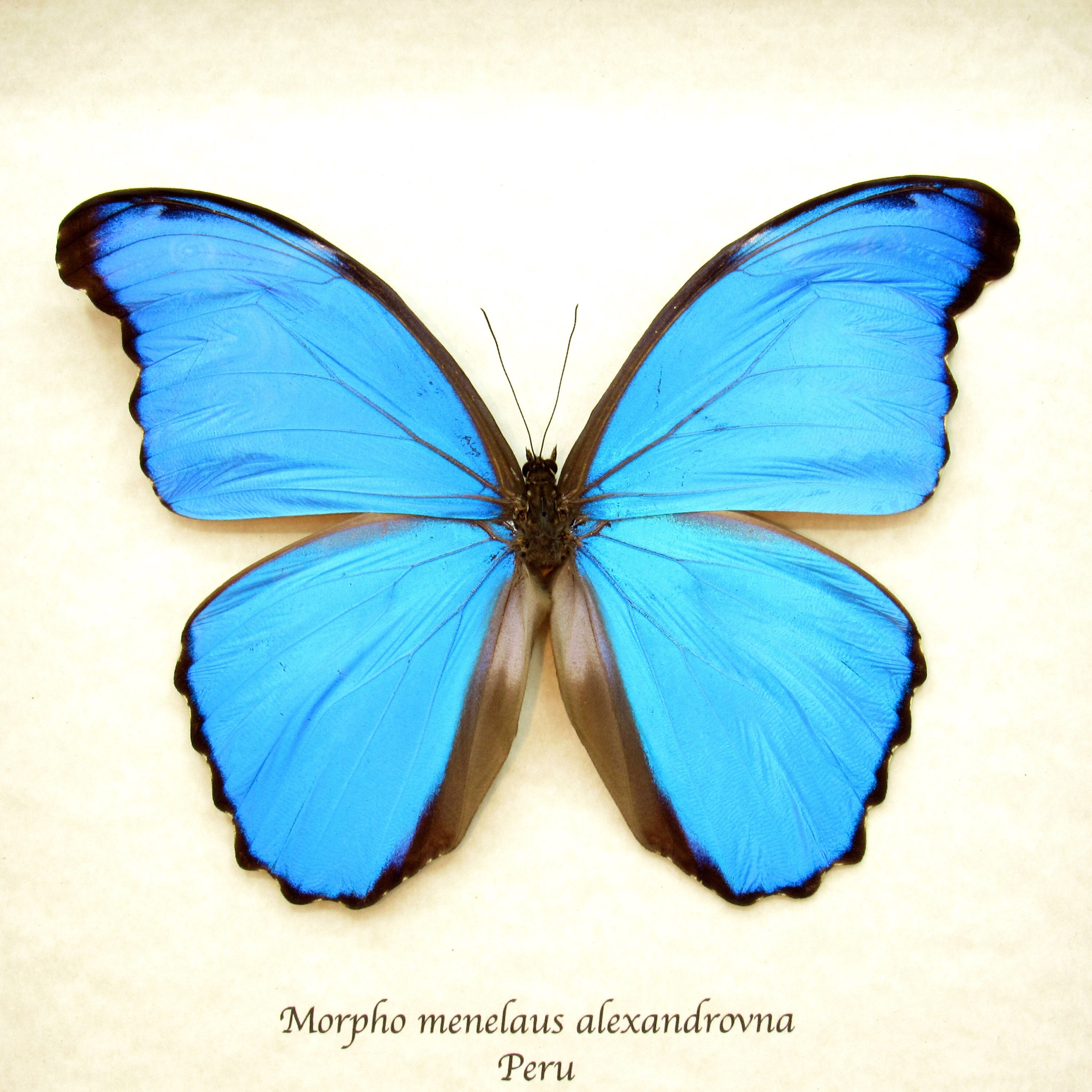 Real XL Metallic Blue Morpho Butterfly Framed Taxidermy - Morpho