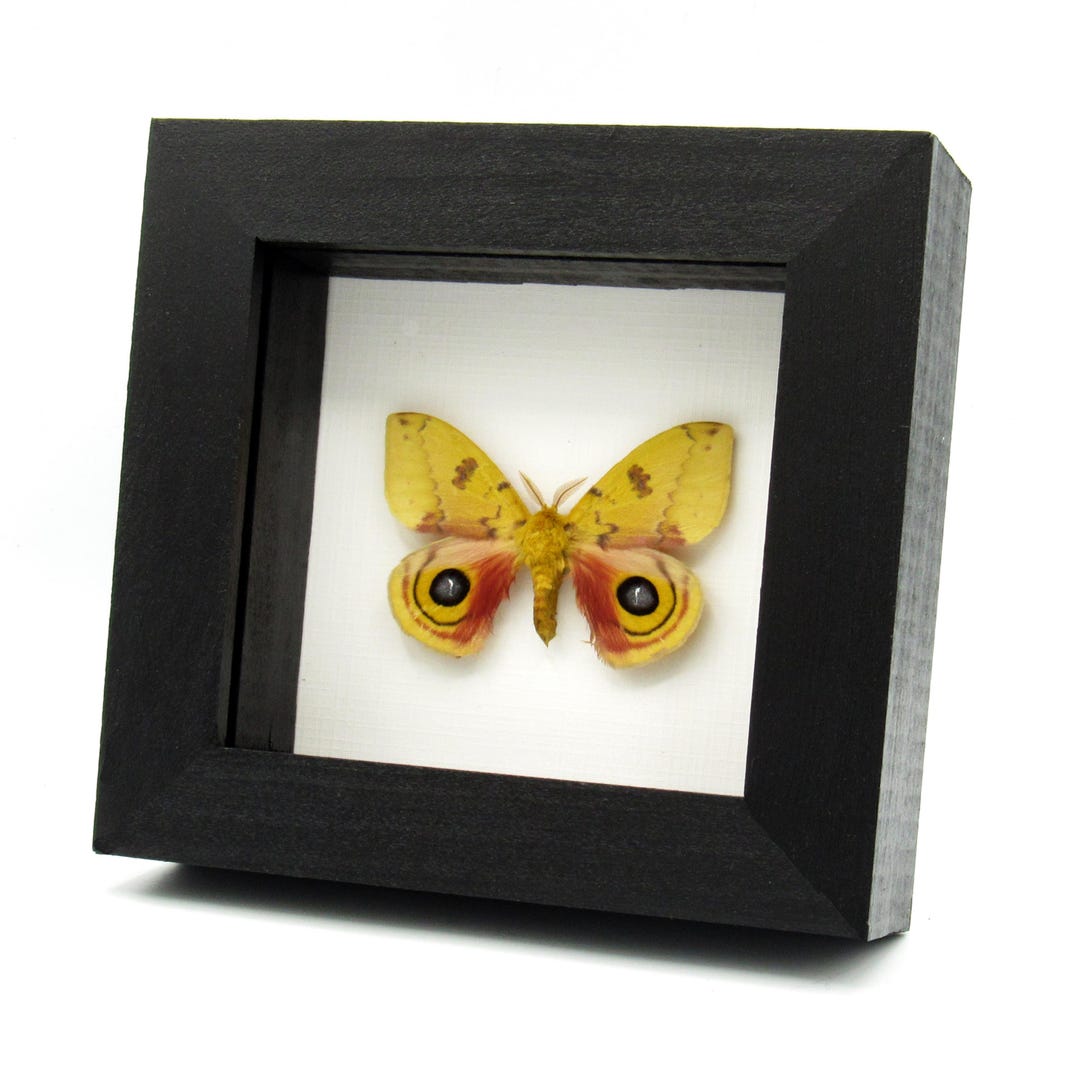 Real Yellow Io Moth Framed Taxidermy - Automeris Io - Etsy