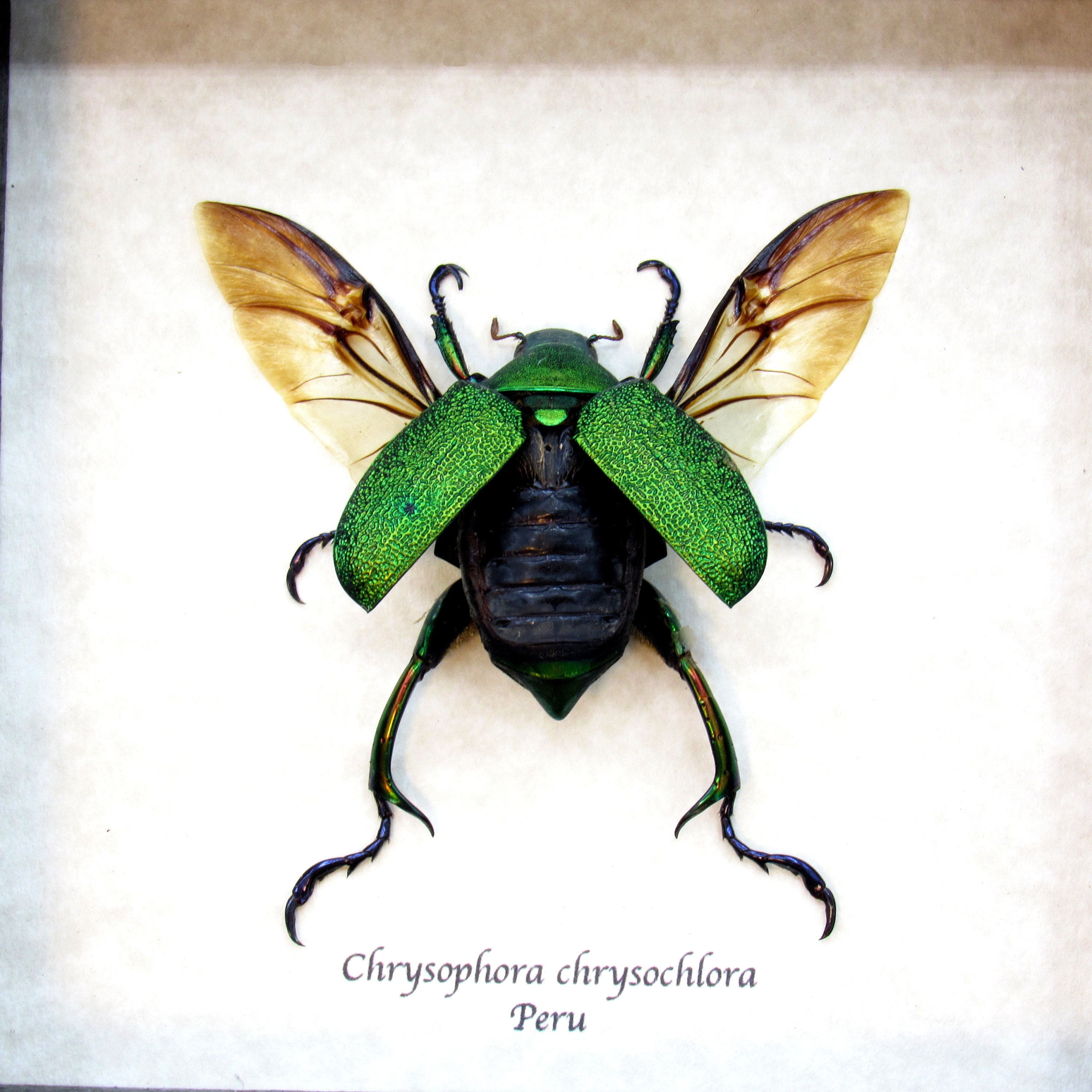 HELLOS Beetle TARP Chacoal greenカラー Real Metallic Green Frog Scarab Beetle Framed Taxidermy