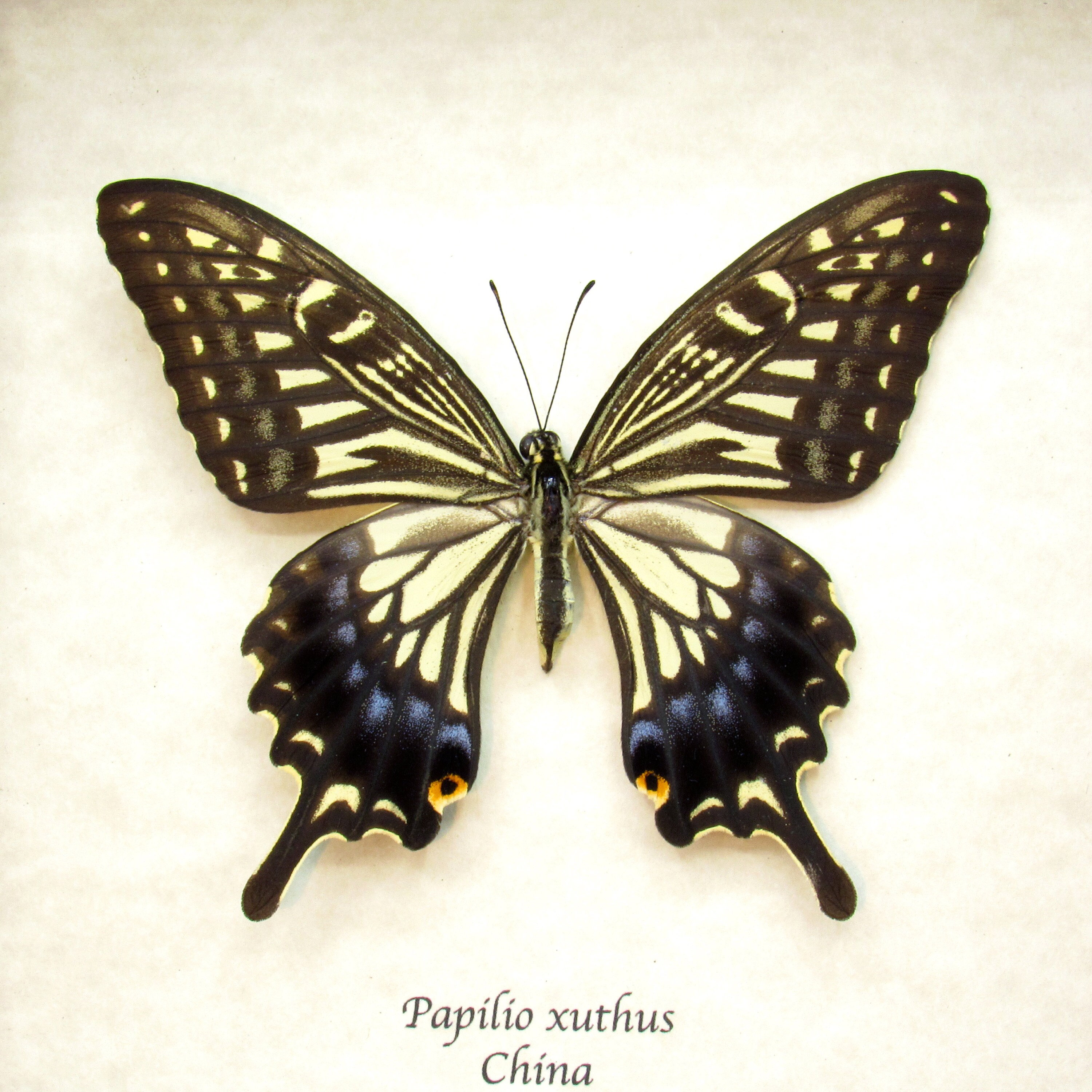 蝶の標本 アゲハチョウ類 額装コレクション 本物のアゲハチョウの額入り剥製 - Papilio xuthus - 大型メス - Etsy 日本