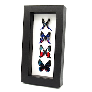 Real framed Metalmark butterfly specimen collection