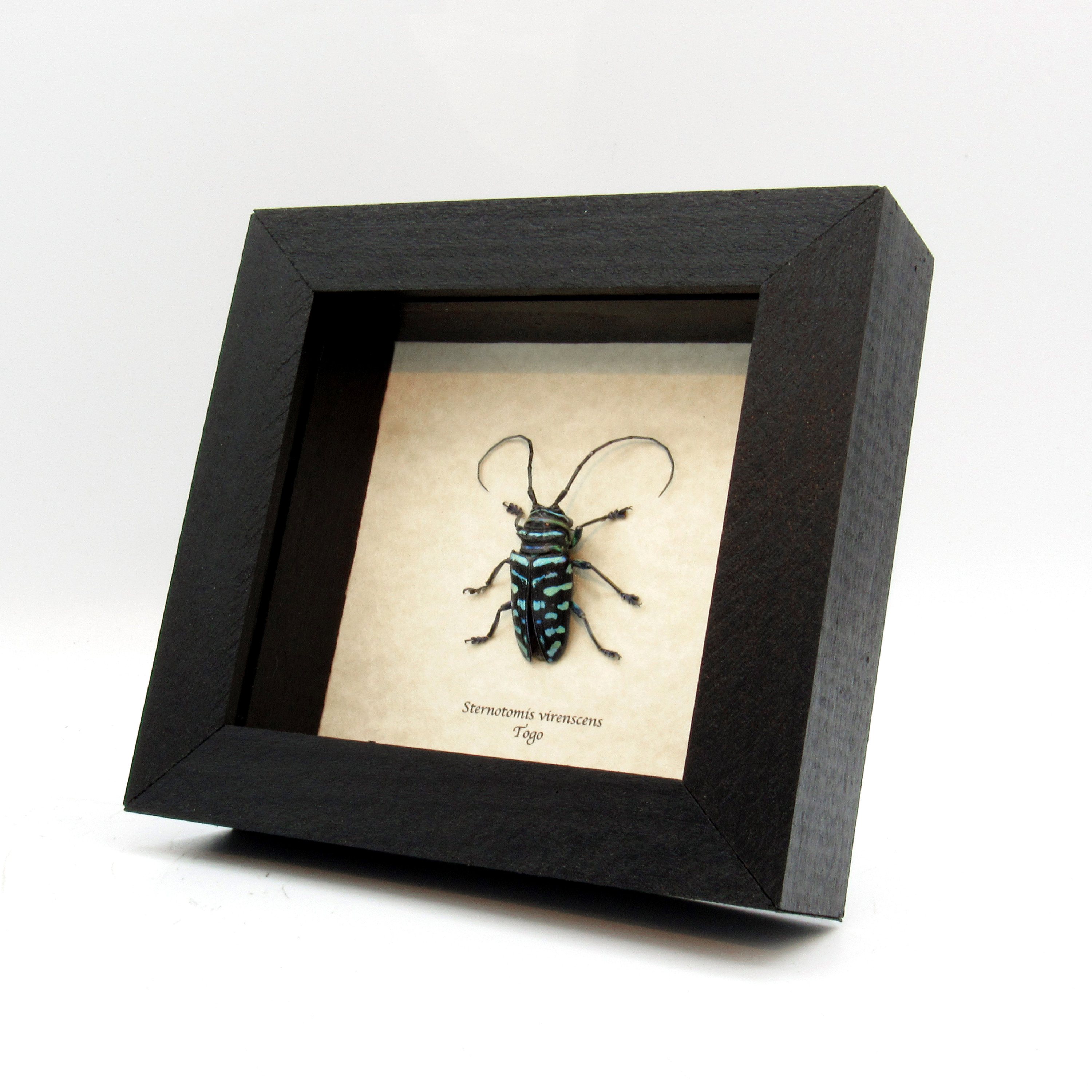 Real Blue Longhorn Beetle Framed Taxidermy - Sternotomis