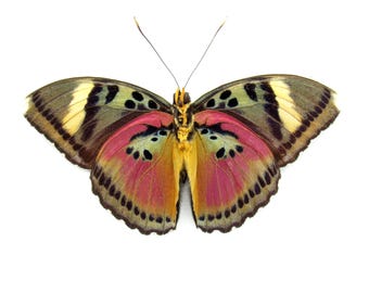 Real Pink Forester Butterfly Framed Taxidermy - Euphaedra Acuta