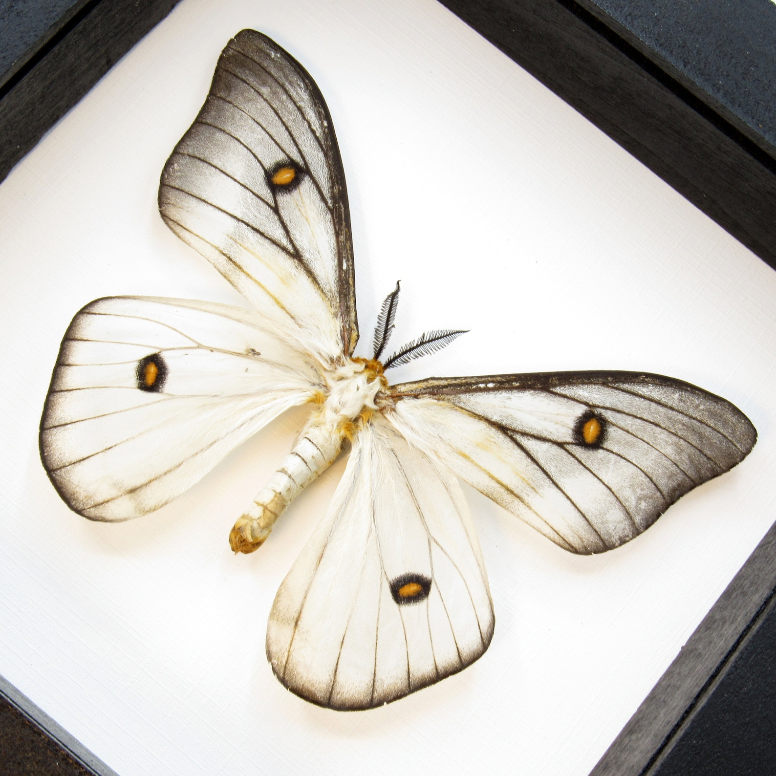 Real Ghostly Silk Moth framed Ceranchia apollina | Etsy