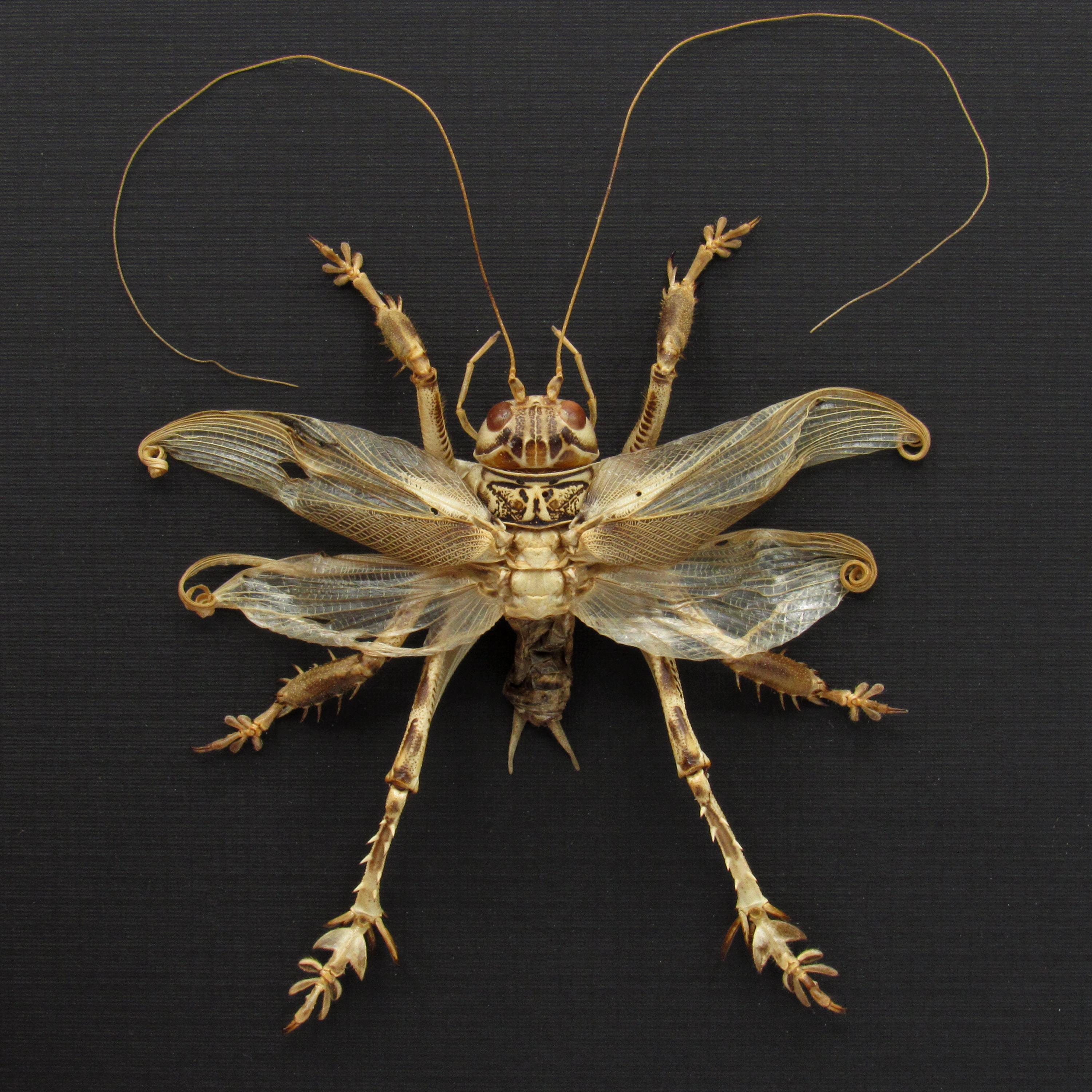 Rare Carnivorous Pakistani Desert Cricket Framed Taxidermy