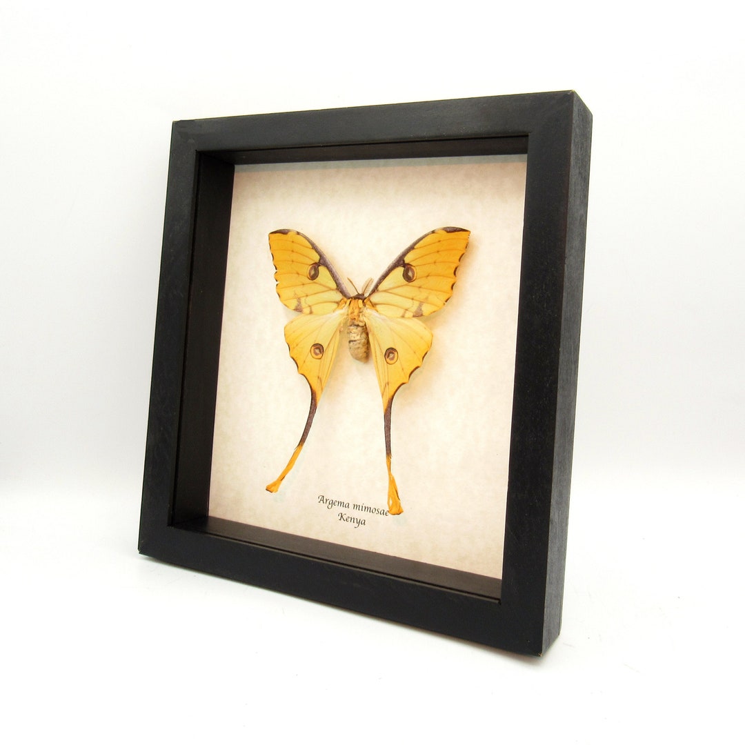 Real African Moon Moth Framed Taxidermy - Argema Mimosae - Female - Etsy