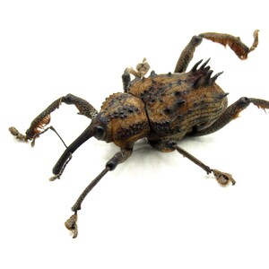 May include: A close-up of a brown weevil with a long snout and spiky legs. The weevil is on a white background.