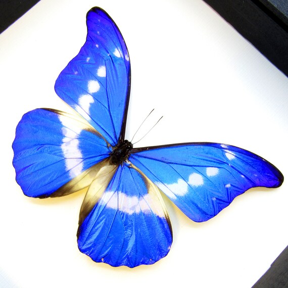Real XL Metallic Blue Morpho Butterfly Framed Taxidermy - Morpho