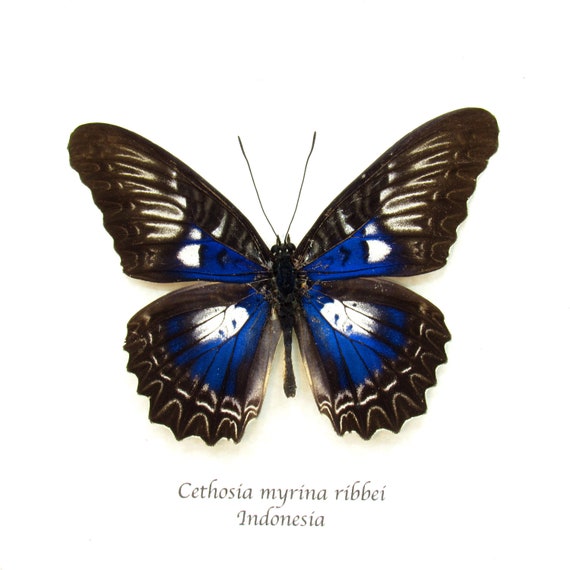 Rare Iridescent Blue Lacewing Butterfly Framed Taxidermy