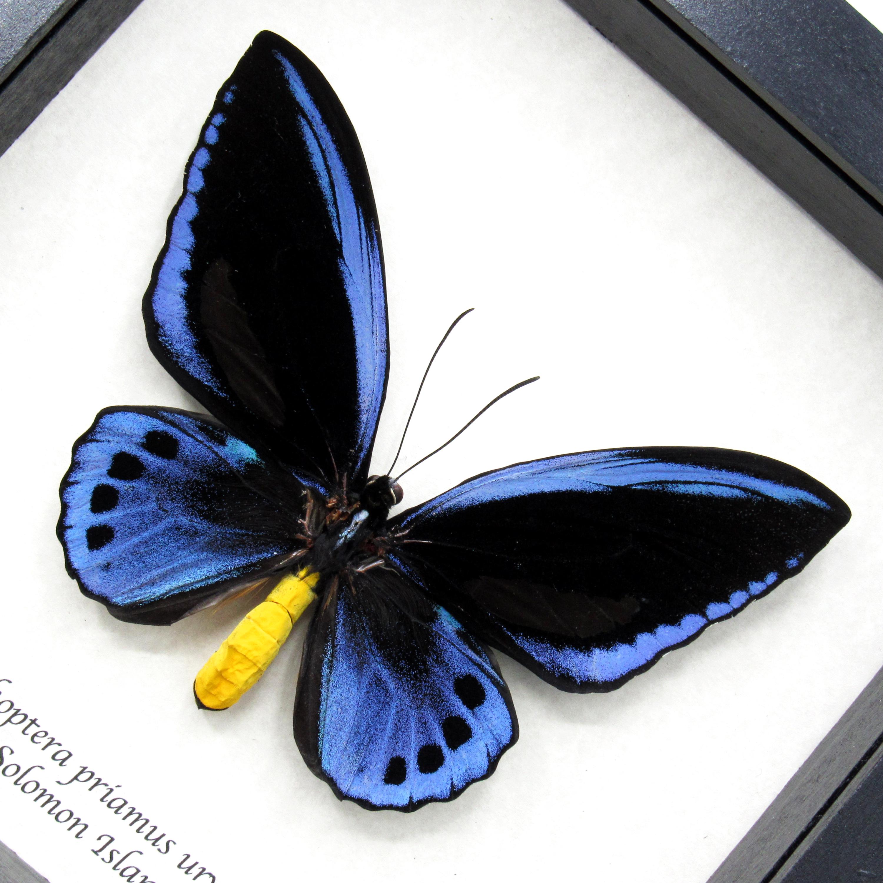 Rare XL Blue Birdwing Butterfly Framed Taxidermy - Ornithoptera