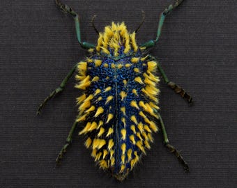 珍しい巨大タマムシの額入り剥製 - Megaloxantha concolor - Etsy 日本