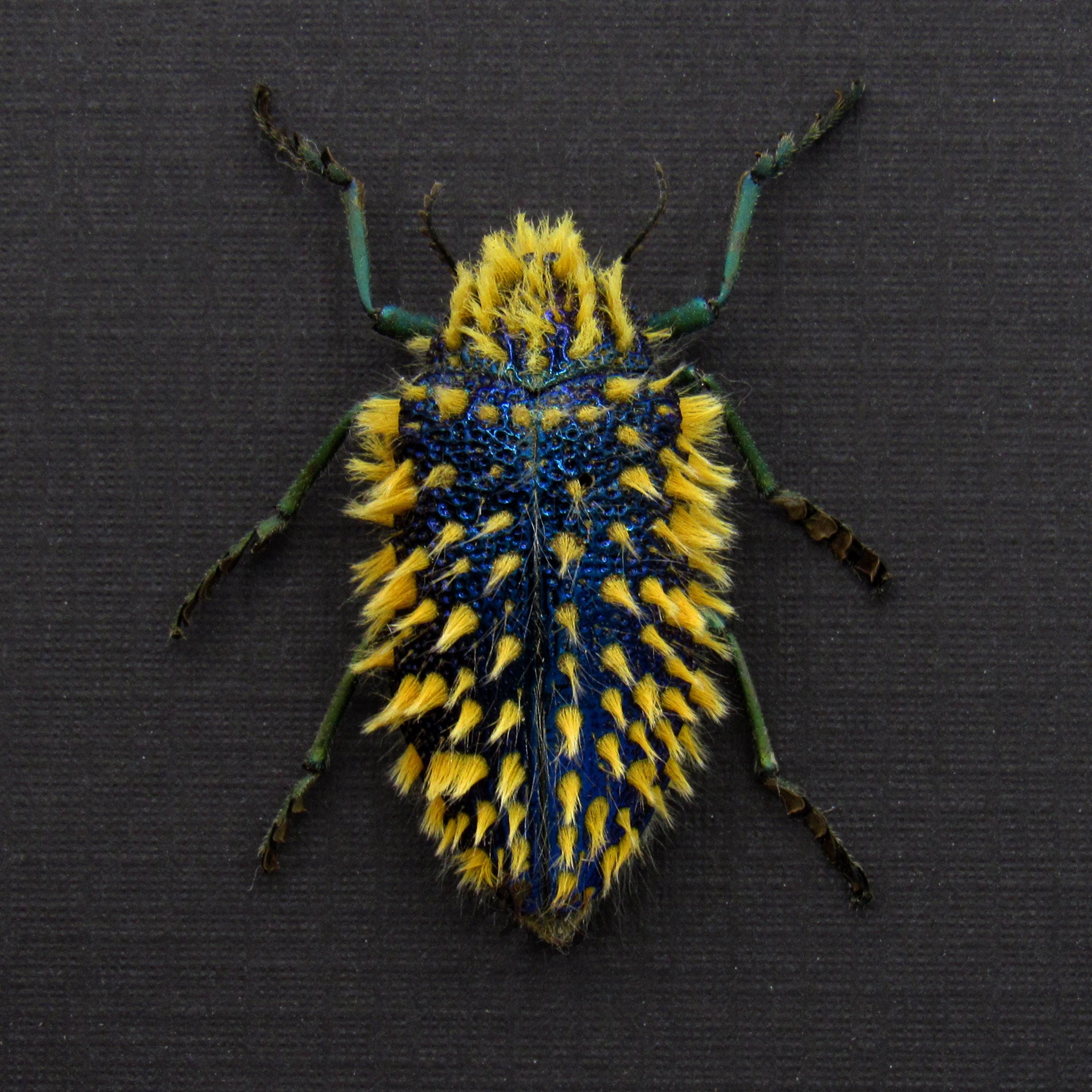 珍しい毛深い青いタマムシの剥製 - Julodis viridipes - Etsy 日本