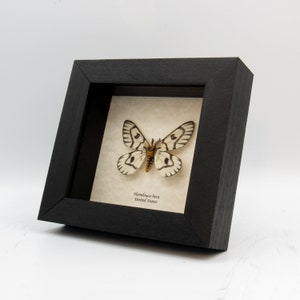 Rare Sagebrush Sheep moth framed taxidermy Hemileuca hera image 2