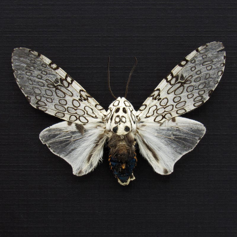 Leopard Moth - Etsy
