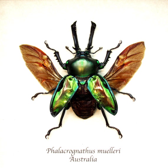 標本 Very Rare Mecosarthron buphagus 65mm Rare Large Rainbow Stag Beetle Framed Taxidermy - Phalacrognathus