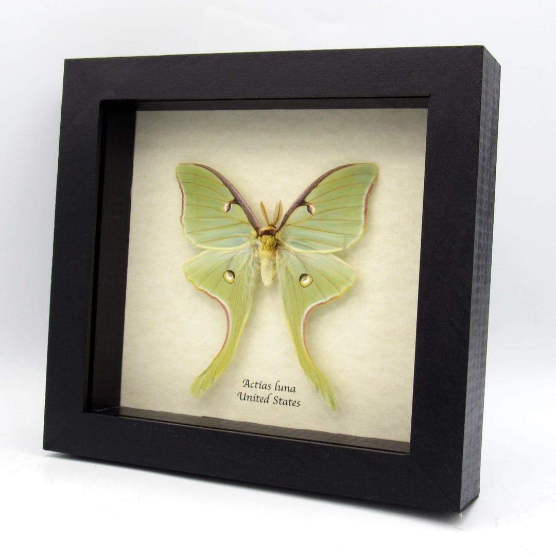 Real XXL Luna Moon Moth Framed Taxidermy Actias Luna Minor Damage - Etsy