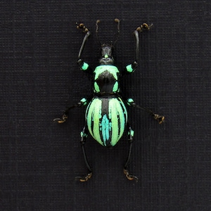 Rare weevil beetle framed specimen - Metapocyrtus species