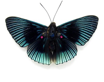 本物のピンクのブラッシングファントム蝶の額入り剥製 - Cithaerias