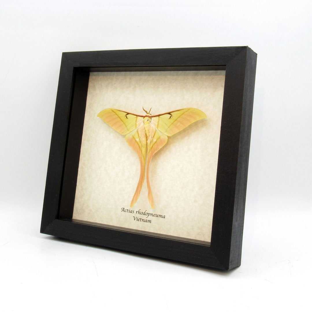 Rare Large Pink Spirit Moth Framed Taxidermy - Actias Rhodopneuma ...