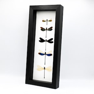 May include: A vertical black rectangular shadow box frame containing five preserved dragonflies arranged in a column. The dragonflies display varied wing colors including iridescent green, solid black, blue, and translucent cream against a white background.