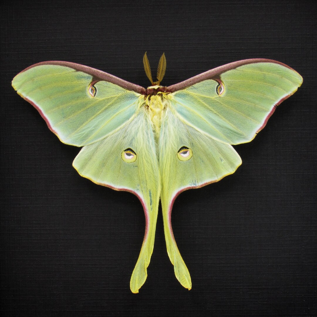 Real XL Luna Moon Moth Framed Taxidermy Actias Luna Victorian Mount - Etsy