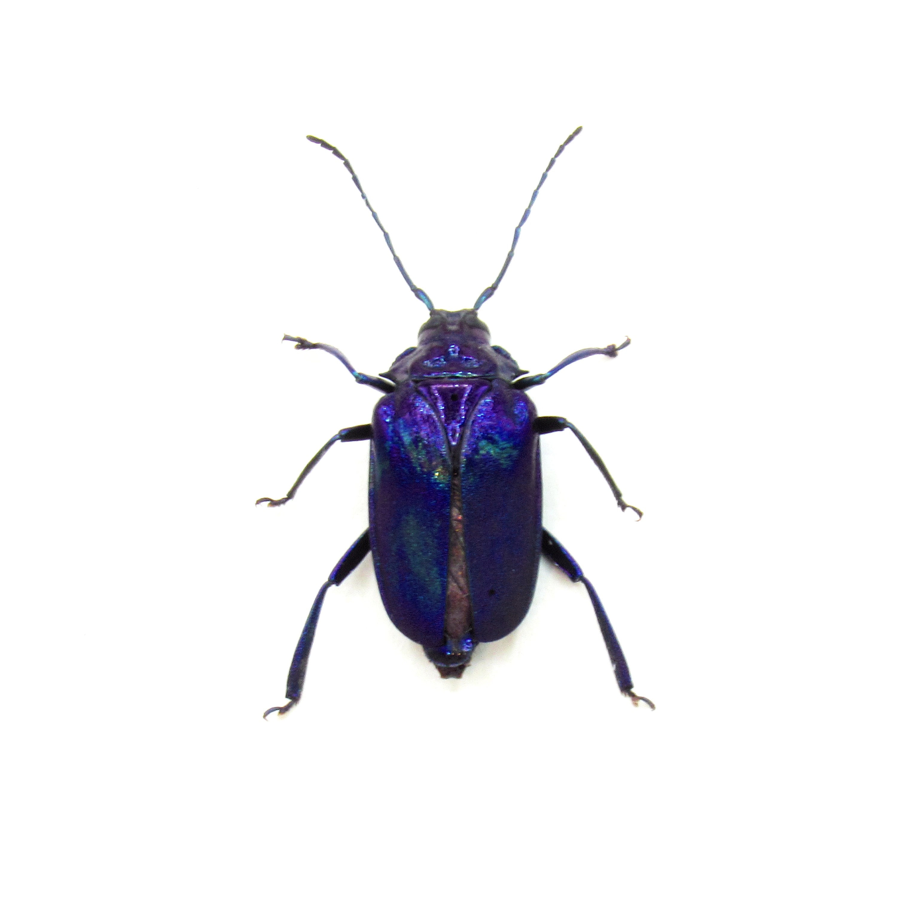 非常に珍しい、虹彩色の紫青色のカミキリムシの額入り剥製 - Esmeralda