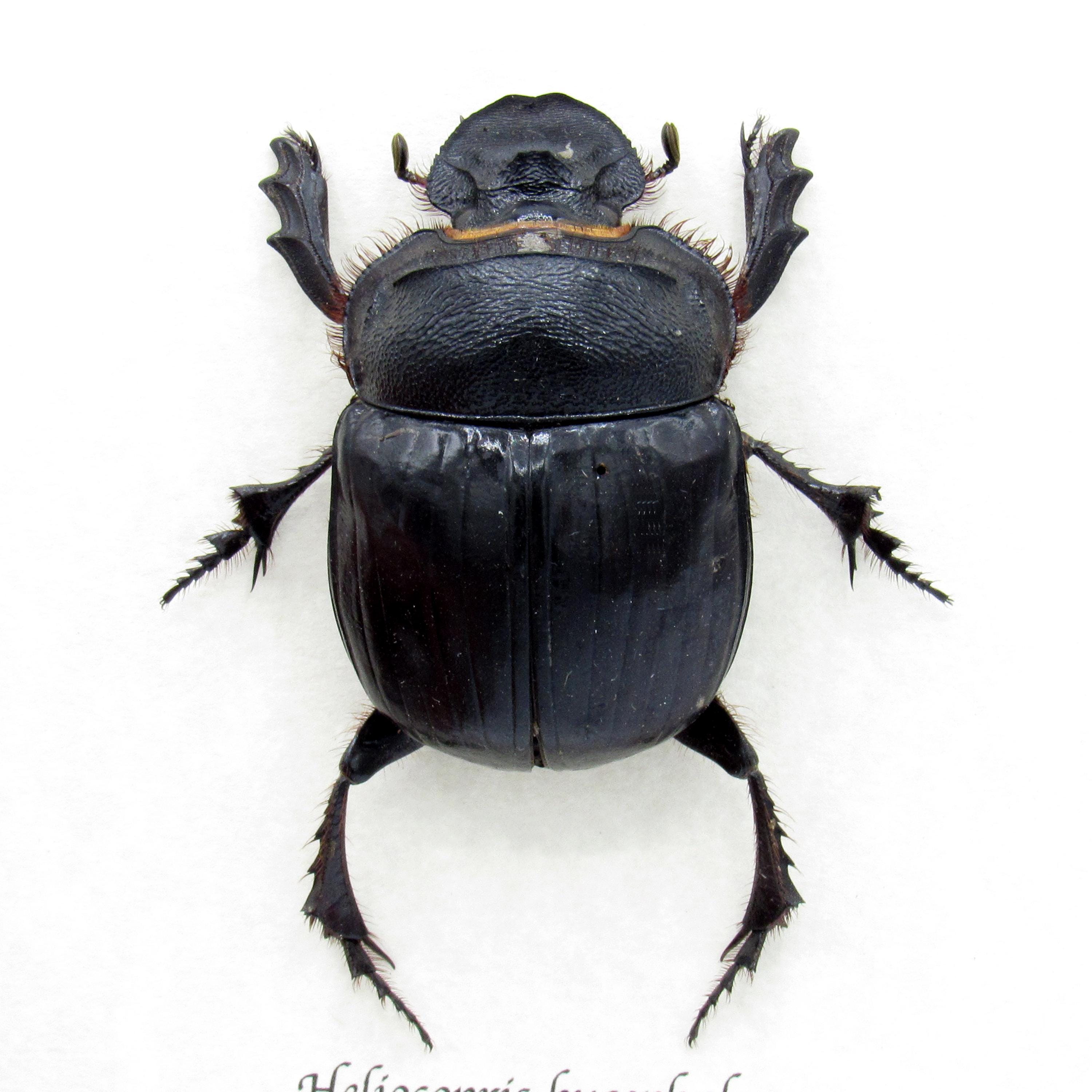 25mmPachysoma gariepinus 糞虫フンコロガシ甲昆虫標本 標本 昆虫