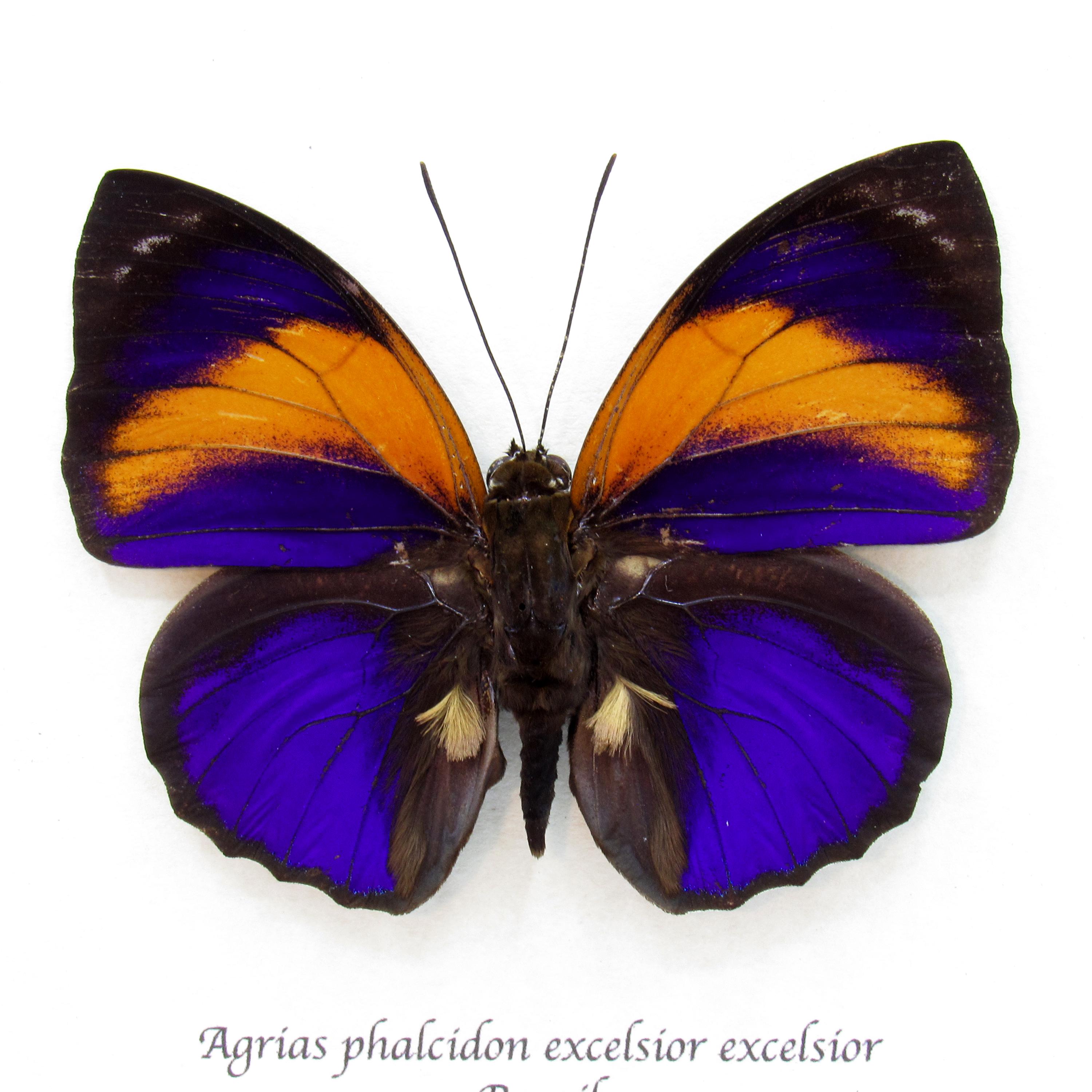Agrias butterfly - Etsy 日本 Agrias claudina x Prepona Hybrid 2頭