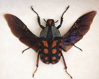 Real beetle framed - Amaurodes passerinii linnei