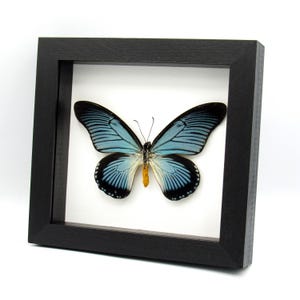 本物の額入り剥製の蝶 - Charaxes zingha - Etsy 日本