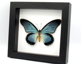 本物のアフリカンクイーン蝶の額入り剥製 - Danaus chrysippus - Etsy 日本