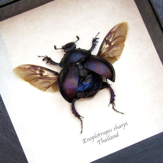 【12月スーパーSALE 15%OFF】 本物の紫色のフンコロガシの剥製 - 日本 Etsy - sharpi Enoplotrupes 標本
