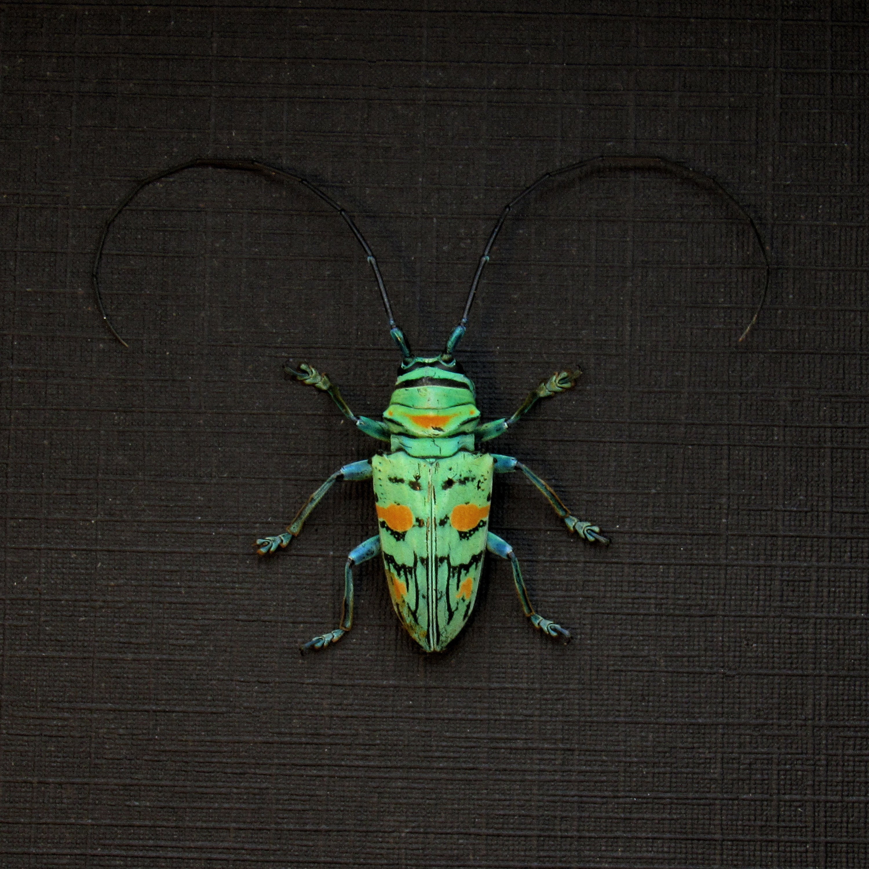 Sternotomis - Etsy