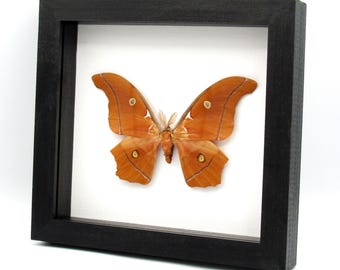 Raríssimo exemplar taxidermizado de mariposa-gigante-do-homem-de-deus (Antheraea godmani).