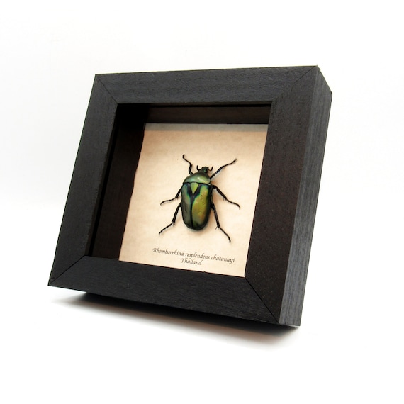 Real Metallic Scarab Beetle Framed Taxidermy - Rhomborrhina
