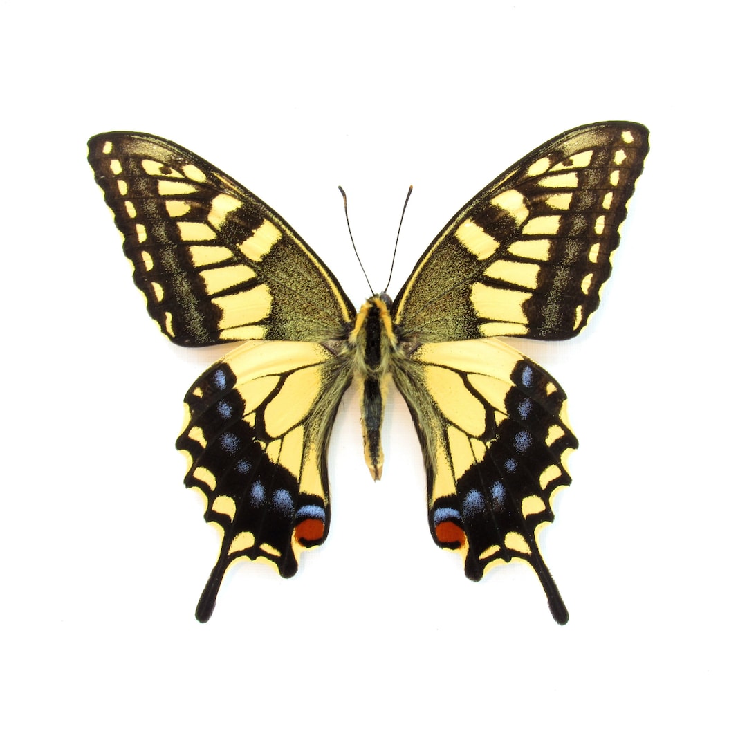 oldsea MIYABI × antique butterfly 商品 – Page 2 – oldsea