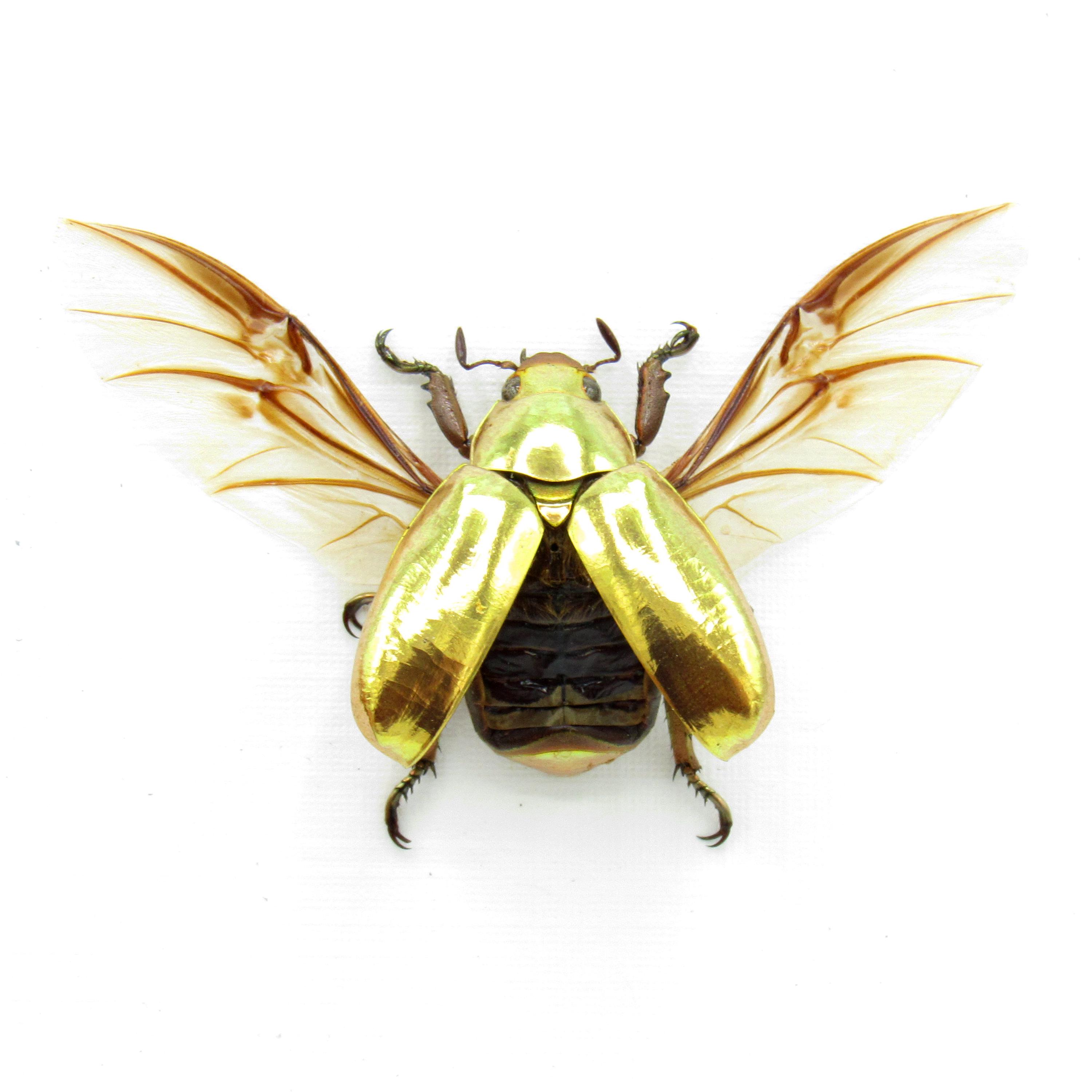 Real Gold Jewel Beetle Framed Taxidermy - Chrysina Resplendens - Etsy