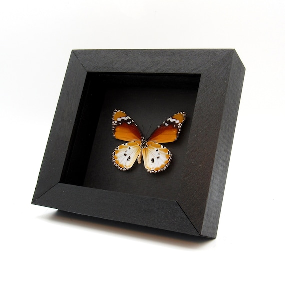 本物のアフリカンクイーン蝶の額入り剥製 - Danaus chrysippus - Etsy 日本